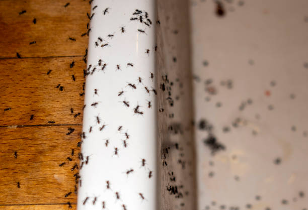 Best Pest Control for Businesses  in Brownstown, IN