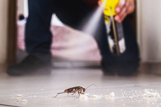 Best Spider Control Near Me  in Brownstown, IN